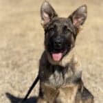 Young German Shepherd protection dog puppy outdoors, alert and ready for training.
