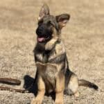 Protection dog puppy for security and personal protection training.