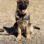 Adorable German Shepherd protection dog puppy sitting outdoors.