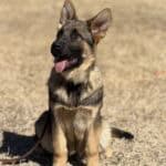 Protection dog puppy sitting outdoors, alert and ready for training.