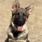 Young protection dog puppy with alert ears and friendly expression.