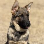 Young protection dog puppy with alert expression outdoors.