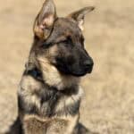 Protection dog puppy with alert expression, ready for training and security work.