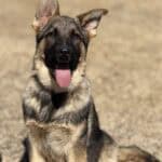 Young German Shepherd protection dog puppy outdoors on dirt ground.