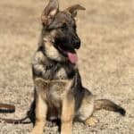 Young German Shepherd protection dog puppy sitting outdoors.