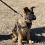 Protection dog puppy sitting outdoors with leash, ready for training.