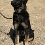 Protection dog puppy sitting outdoors, alert and attentive, ready for training and protection work.