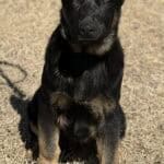 Protection dog with alert stance and attentive expression.