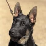 Protection dog with alert ears and focused expression.