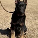 Young protection dog puppy sitting outdoors, alert and attentive.