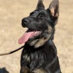 Protection dog with alert stance and attentive expression.