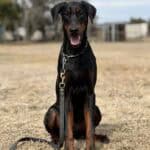 Black and tan protection dog sitting outdoors, alert and ready for security work.
