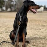 Protection dog with a sturdy black and tan coat, sitting alert outdoors for security training.