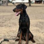 Protection dog with a sleek black and tan coat, sitting attentively outdoors for security training.