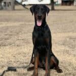 Protection Dog for Security and Personal Safety.
