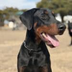 Doberman guard dog in outdoor setting, alert and ready for protection work.