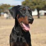 Black and tan Doberman Pinscher protection dog outdoors.