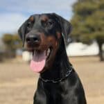 Protection dog with alert expression, black and tan coat, in outdoor training environment.