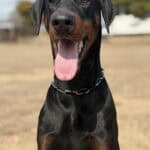 Doberman guard dog ready for protection training and security work.