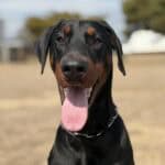 Protection dog with alert expression and muscular build.