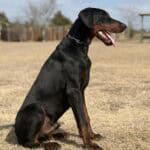 Doberman protection dog sitting outdoors, alert and ready for training.