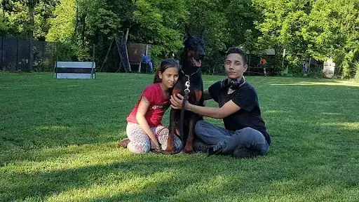 German Shepherd vs Doberman Comparison