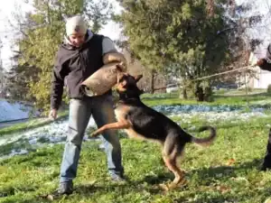 Personal Protection Dog
