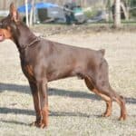 Doberman Pinscher protection dog standing alert outdoors.