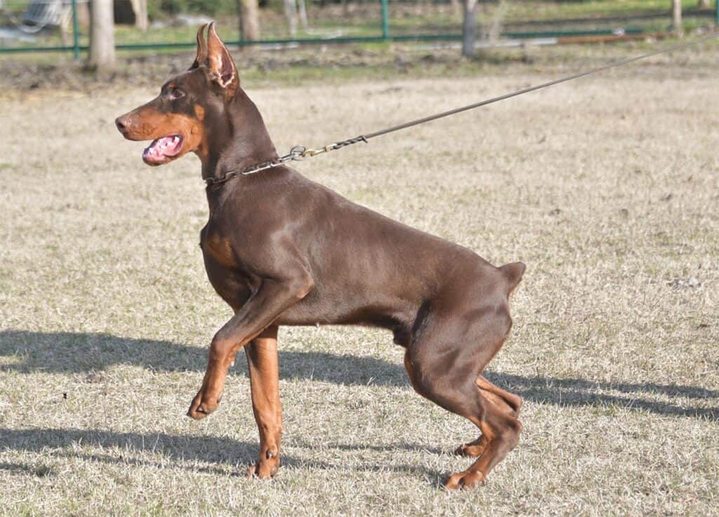 Protection dog alert and ready for security work, showcasing strength and agility.