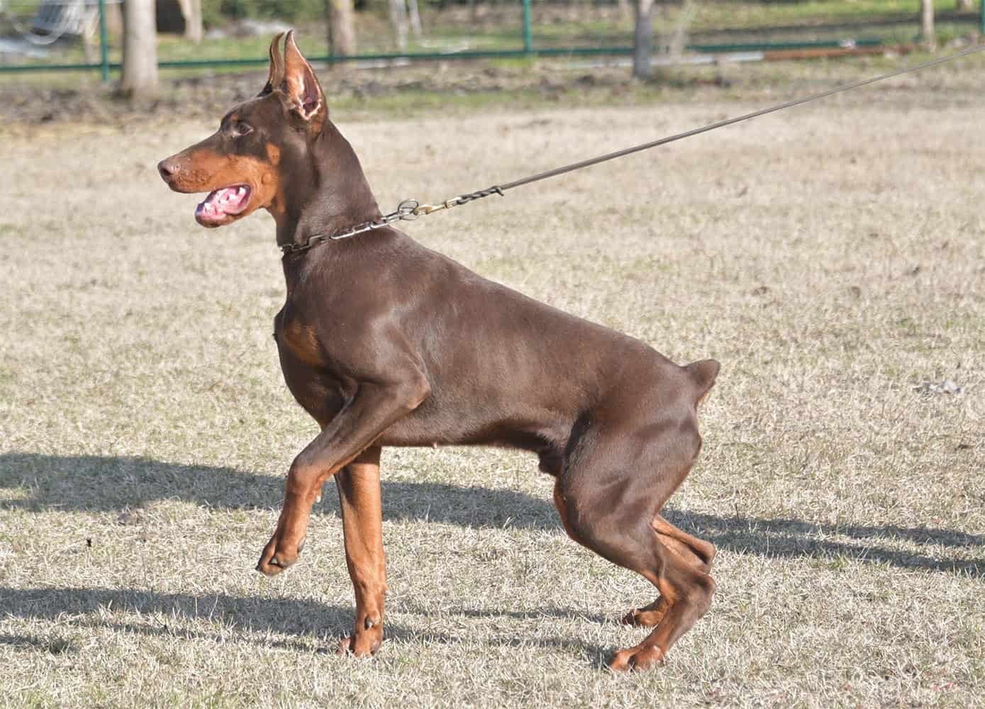 Protection dog alert and ready for security work, showcasing strength and agility.