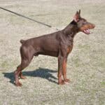 Doberman protection dog standing alert on grass with leash, ready for security training.