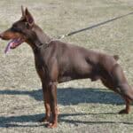 Protection Dog for Security and Guard Services.