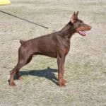Protection dog on leash for security training.