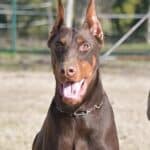 Protection dog on leash during training session for security work.