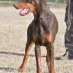Doberman protection dog standing outdoors during training session.