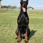 Doberman Pinscher sitting outdoors, alert and ready for protection work.