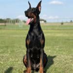 Protection Dog for Security and Defense - Elite Protection Dogs.