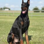 Doberman Pinscher protection dog sitting outdoors on grass field.