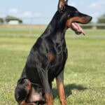 Protection dog with alert stance and attentive expression.