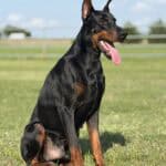 Protection Dog with Erect Ears and Alert Expression.