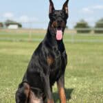 Protection Dog for Security and Personal Safety.