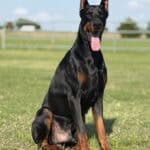 Protection dog with alert ears and muscular build for security work.