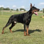 Protection dog with alert stance and attentive expression.