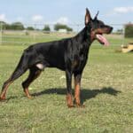 Protection Dog with Alert Posture.