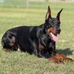 Black and tan Doberman Pinscher lying on grass in outdoor setting.