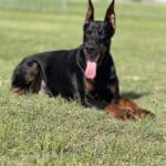 Protection dog lying on green grass in outdoor setting.