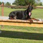 Protection dog lying on a wooden platform outdoors.