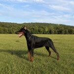 Family and Personal Protection Dog