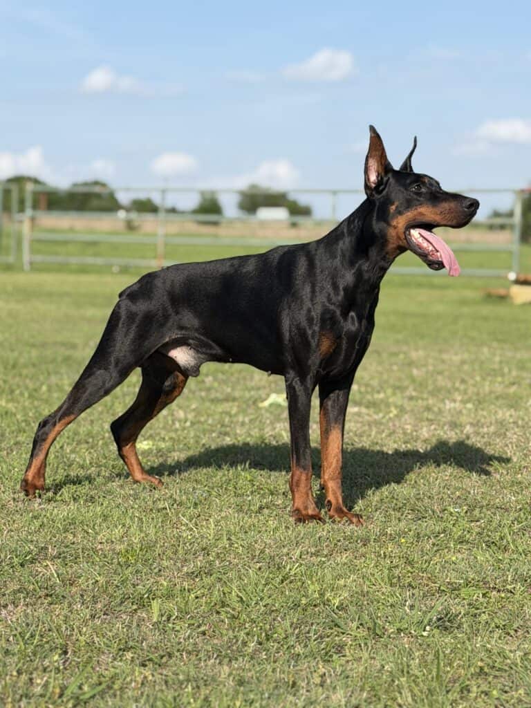 European Doberman