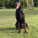 Family and Personal Protection Dog